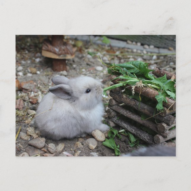 süßes Häschen, Babychen kanin das faißt) Postkarte (Vorderseite)