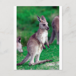 Süßes Joey-Baby Känguru Postkarte