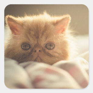 Süßes Kätzchen bleibe warm Quadratischer Aufkleber
