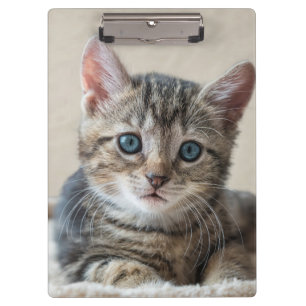 Süßes Katzengesicht Klemmbrett