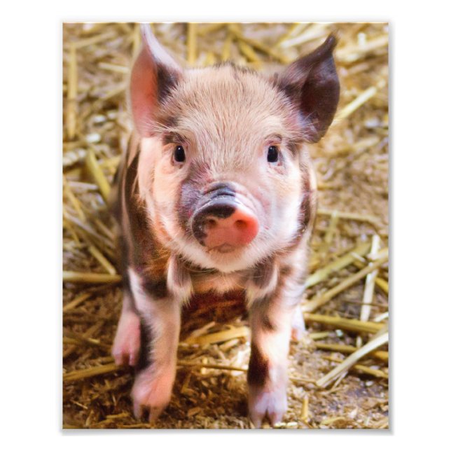 Süßes kleines Ferkel Poster (Vorne)