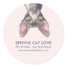 Süßes kleines rosa kanadisches Sphynx-Katzenauto