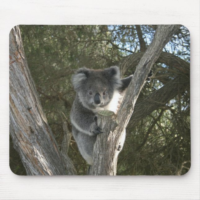 Süßes Koala beim Klettern in einem Baum Foto Mousepad (Vorne)