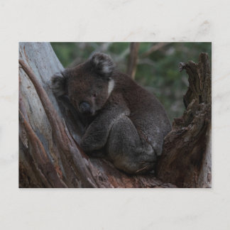 Süßes Koala schläft in einem Baum Australien Postkarte