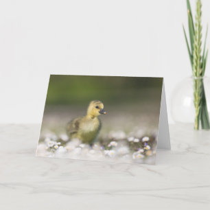 Süßes Küken Naturfoto Karte