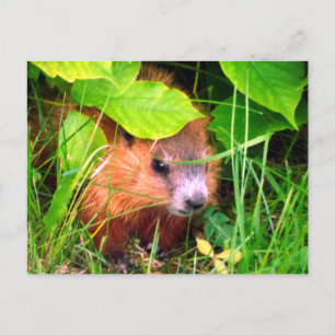Süßes Murmeltierbaby Marmotte Murmeltier Kanada Postkarte