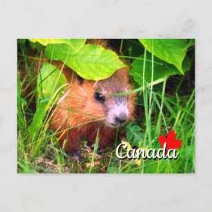 Süßes Murmeltierbaby Marmotte Murmeltier Kanada Postkarte