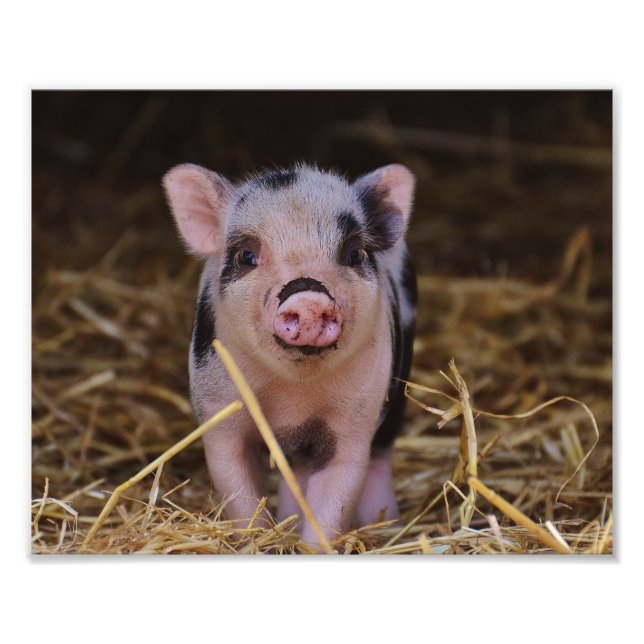 Süßes Niedliches Schwein Fotodruck (Vorne)