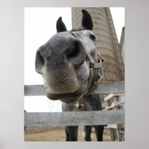 Süßes Pferd Nahaufnahme Poster