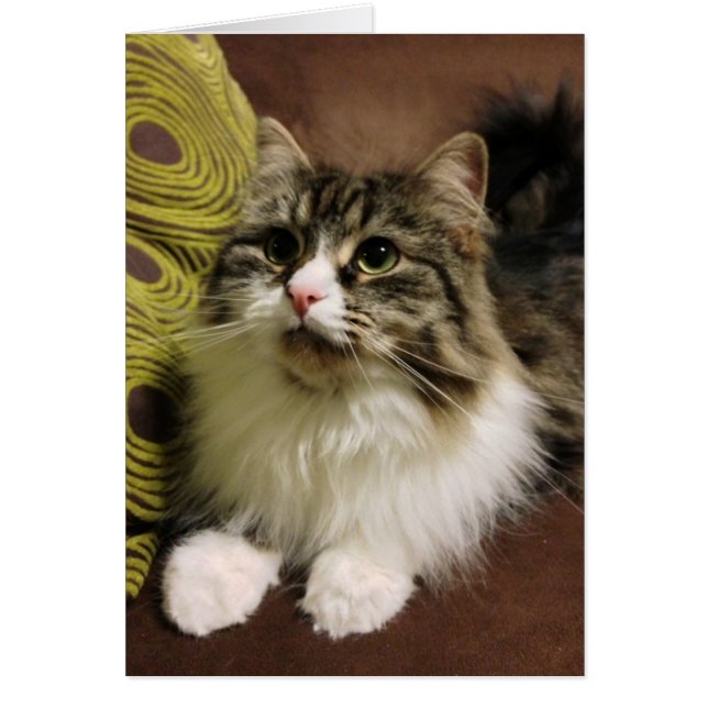 Süßes Porträt einer sibirischen Katze (Vorne)