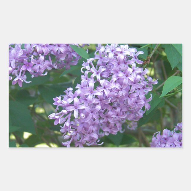 Süßes Riechende Lilacs Rechteckiger Aufkleber (Vorderseite)