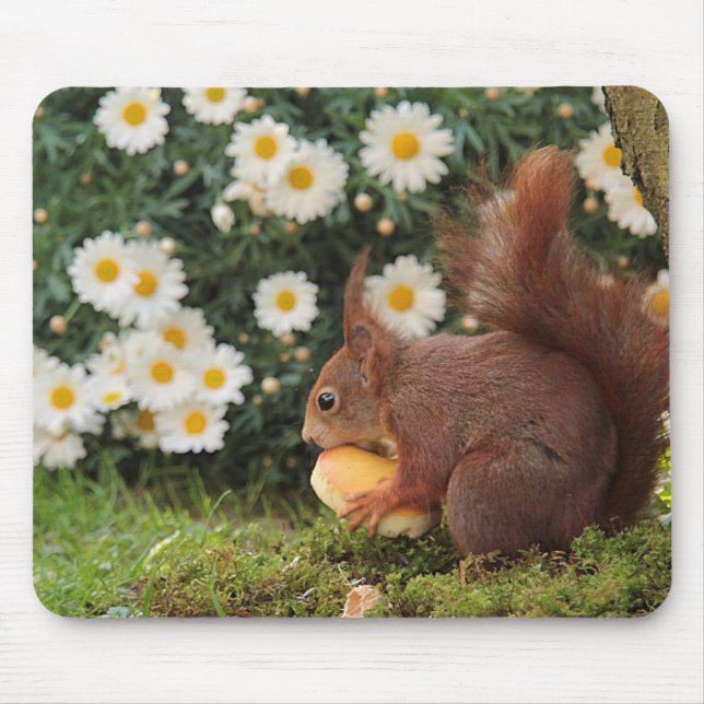 Süßes rotes Eichhörnchen und Gänseblümchen Foto Mousepad (Vorne)