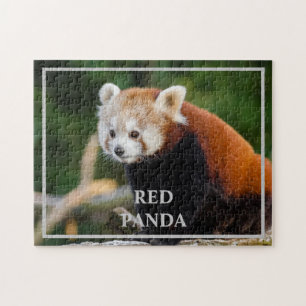 Süßes Rotpanda-Naturfoto Puzzle