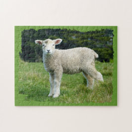 Süßes, schmutziges Lamm auf Wiese mit ausgefranste Puzzle