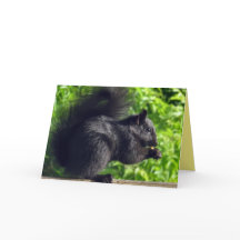 Süßes schwarzes Baby-Eichhörnchen isst Samen Natur
