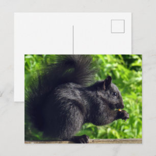 Süßes schwarzes Baby-Eichhörnchen isst Samen Natur Postkarte
