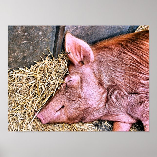 SÜßES SCHWEIN POSTER (Vorne)