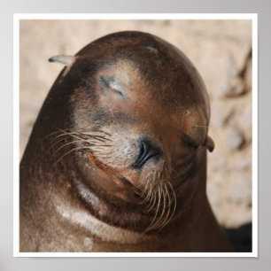 Süßes Seelöwe-Plakat Poster