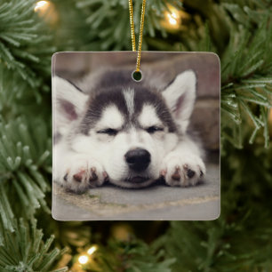Süßes Sibirisches Husky Welpenschläfchen Keramikornament