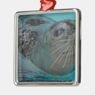 Süßes Siegel Silbernes Ornament