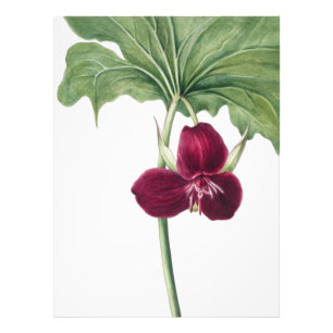 Süßes Trillium Botanische Printwerbung: Naturerfas Fotodruck