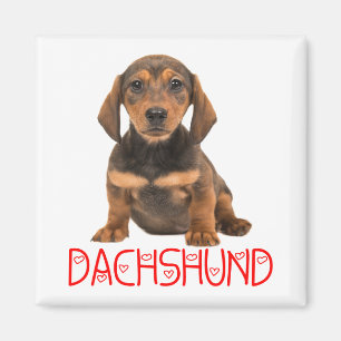 Süßes Welpen-Hund Liebhaber-Geschenk Dachshund Magnet