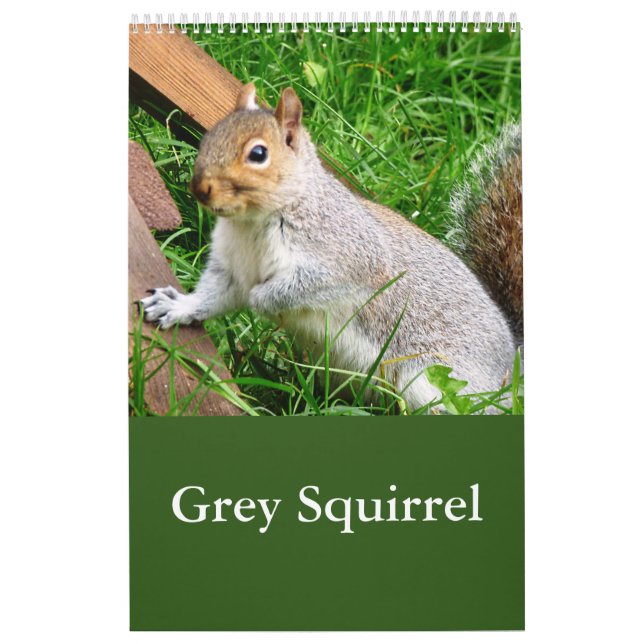 Süßes wildes graues Eichhörnchen (UK) Kalender (Titelbild)