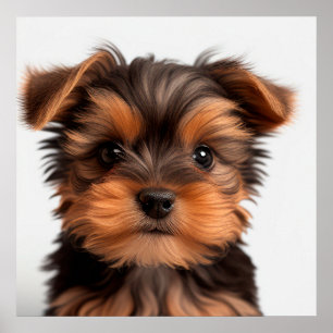 Süßes Yorkshire Terrier Welpen-Hundeporträt Poster