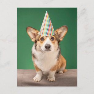 Süßeste Babytierchen   Corgi Geburtstag Welpe Postkarte