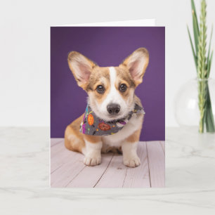 Süßeste Babytierchen   Halloween Corgi Karte