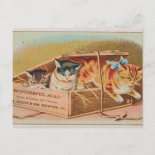 Süßeste Kätzchen Seifenwerbung Postkarte