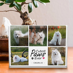 Süßeste Pfoten Aller Modern Süße Hund Foto Collage