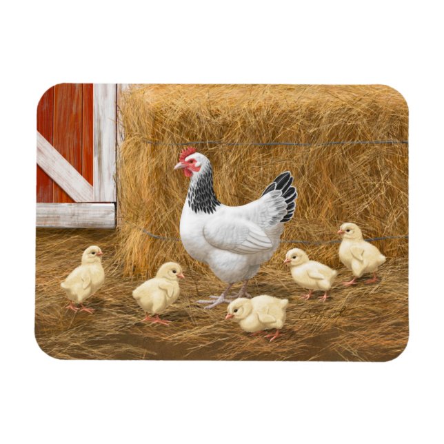 Sussex Chicken Mama Hen und Chicks Magnet (Horizontal)