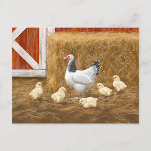 Sussex Chicken Mama Hen und Chicks Postkarte