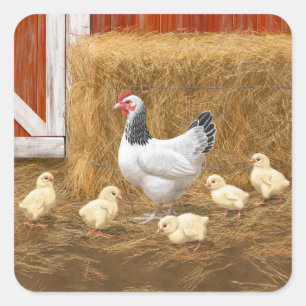 Sussex Chicken Mama Hen und Chicks Quadratischer Aufkleber