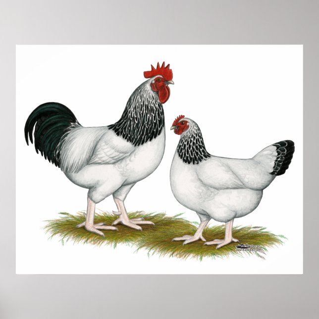 Sussex: Light Pair Poster (Vorne)