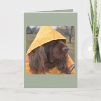 SussexSpaniel wartete den Regen