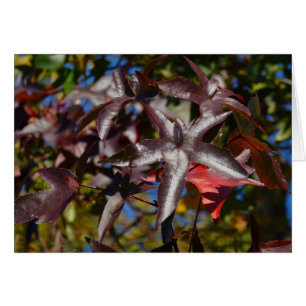 Süßgumblätter im Herbst
