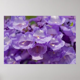 Süßhülsenbaum-Blume Poster