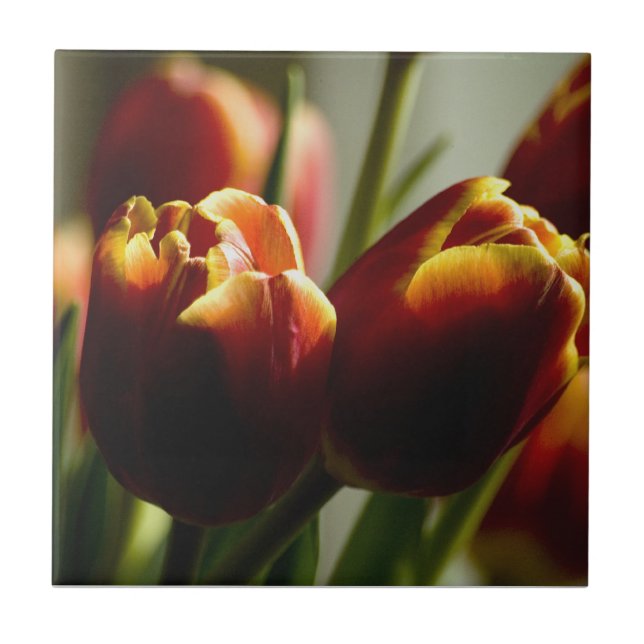 Süßigkeits-Mais-Tulpe-Keramik-Fliese Fliese (Vorderseite)