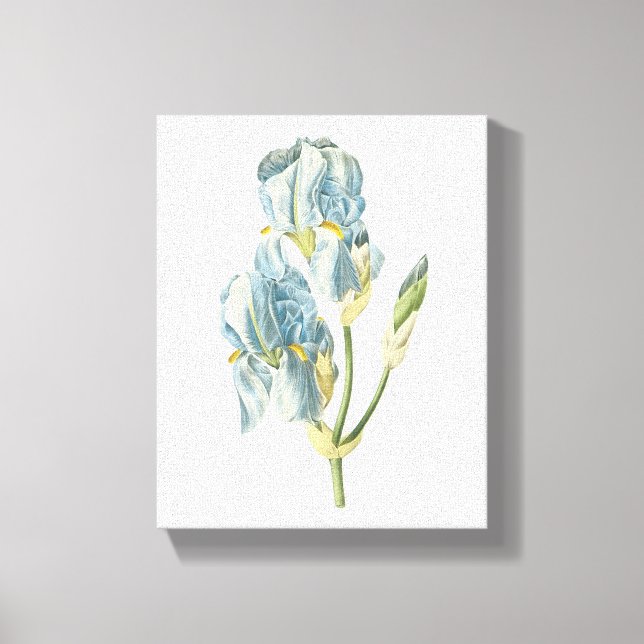 Süßiris (Iris pallida) von Redouté Leinwanddruck (Vorderseite)