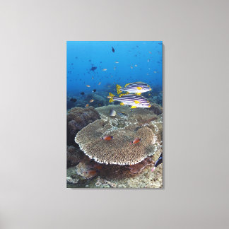 Süßlippenfisch Leinwanddruck