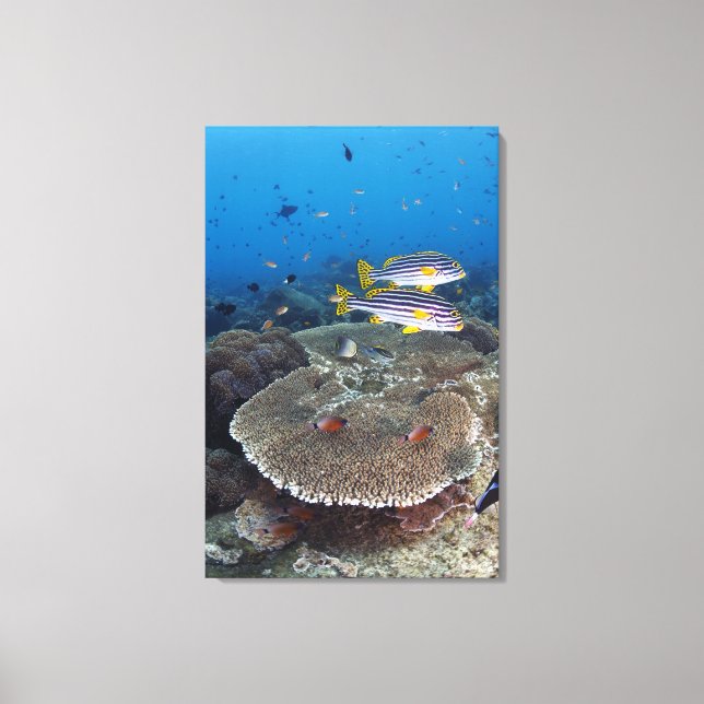 Süßlippenfisch Leinwanddruck (Vorderseite)