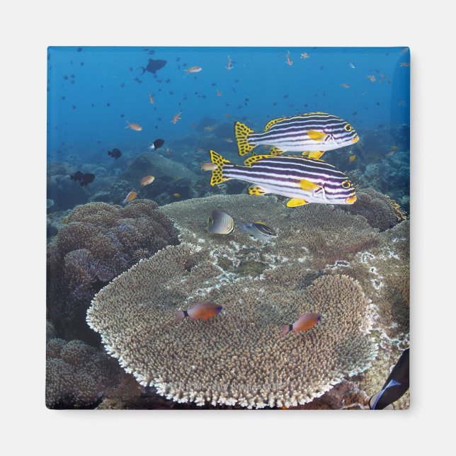 Süßlippenfisch Magnet (Vorne)