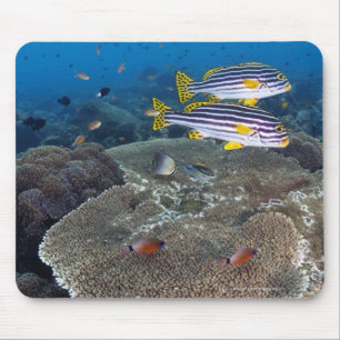 Süßlippenfisch Mousepad