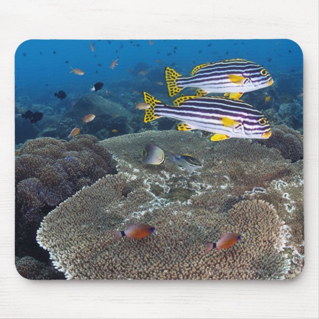 Süßlippenfisch Mousepad (Vorne)