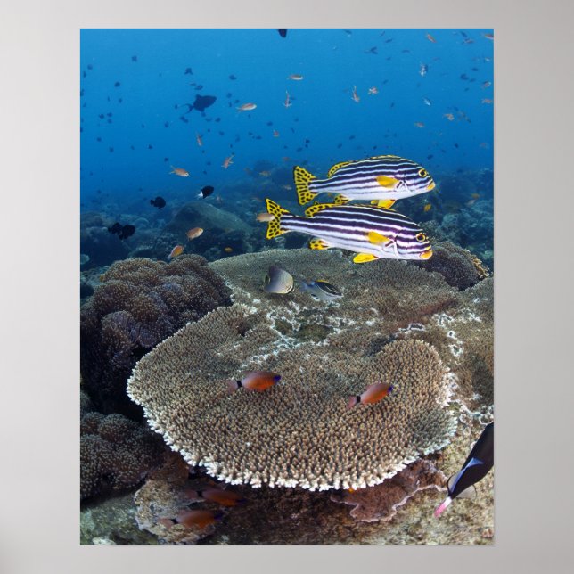 Süßlippenfisch Poster (Vorne)