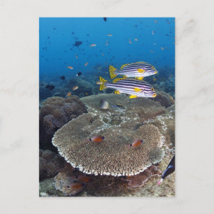 Süßlippenfisch Postkarte