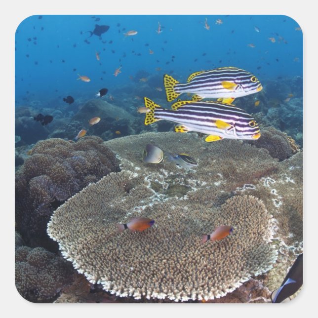 Süßlippenfisch Quadratischer Aufkleber (Vorderseite)
