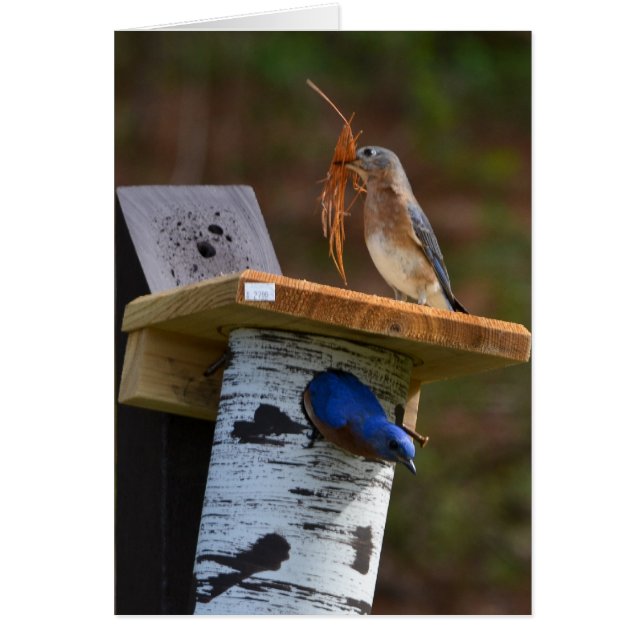 Süßnistenbluebirds (Vorne)